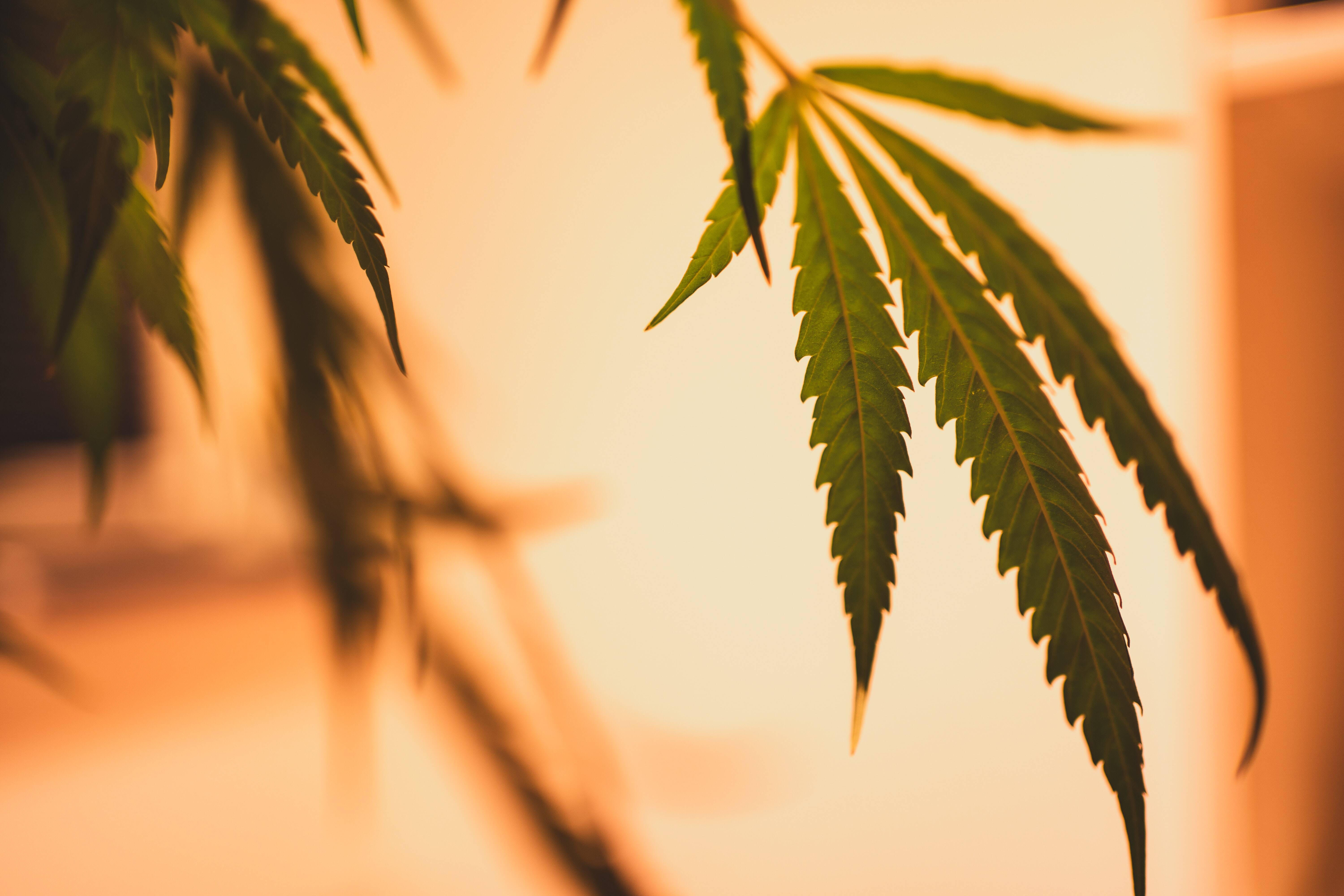 Puff CBD